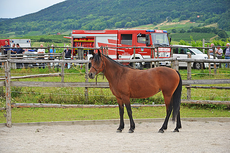 Bild 001 zum Bericht 1172