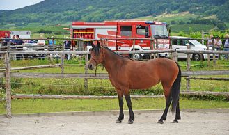 Vorschaubild: Großbrand in einem Reitstall