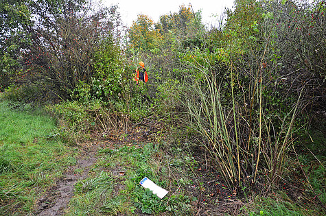 Bild 001 zum Bericht 1193