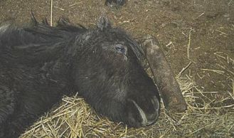 Vorschaubild: Weihnachtliche Pony-Rettung  in Gießhübl ohne Happy End