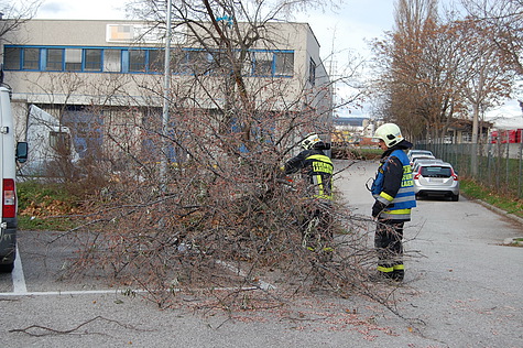 Umgestürzter Baum in Laxenburg