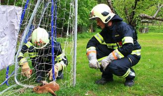 Vorschaubild: Erschöpfter Fuchs in Notlage