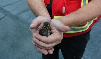 Vorschaubild: Tierrettung und VU zur selben Zeit