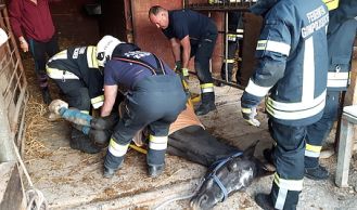 Vorschaubild: Tierrettung für die FF Gumpodskirchen