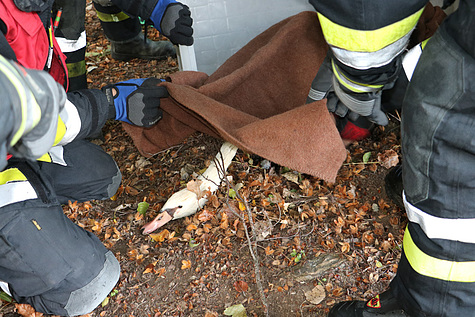 Bild 002 zum Bericht 1515