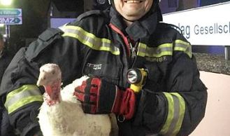 Vorschaubild: Feuerwehr rettet Truthahn zu Thanksgiving