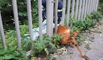 Vorschaubild: Tierrettung in Kaltenleutgeben