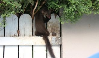 Vorschaubild: Tierrettung und Sturmschaden  