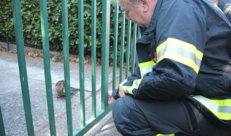 Vorschaubild: Verletzte Ente gerettet 