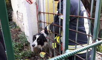Vorschaubild: Tierrettung: Hund in Zaun eingeklemmt
