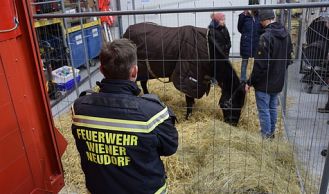 Vorschaubild: Gerettetes Pferd übernachtet im Feuerwehrhaus
