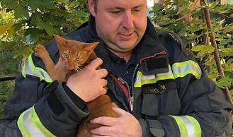 Vorschaubild: Tierrettung: Katze auf Baum