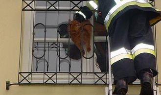 Vorschaubild: Laxenburg: Katze aus Lebensgefahr gerettet