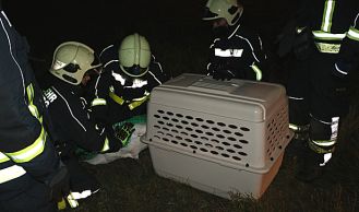 Vorschaubild: Feuerwehr rettet Schwan