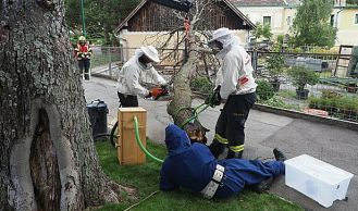 Vorschaubild: Hornissenvolk nach Sturmschaden umgesiedelt