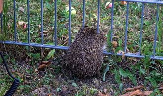 Vorschaubild: Igel steckt in Zaun fest