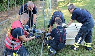 Vorschaubild: Tierrettung im Schlosspark Laxenburg