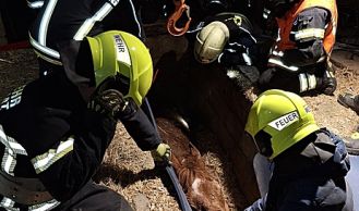 Vorschaubild: Tierrettung: Pferd in Notlage