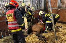 Vorschaubild: Feuerwehr hilft Pferd beim Aufstehen