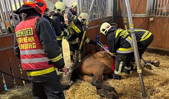 Vorschaubild: Feuerwehr hilft Pferd beim Aufstehen