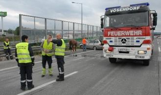 Vorschaubild: Tierettung nach VU in Vösendorf